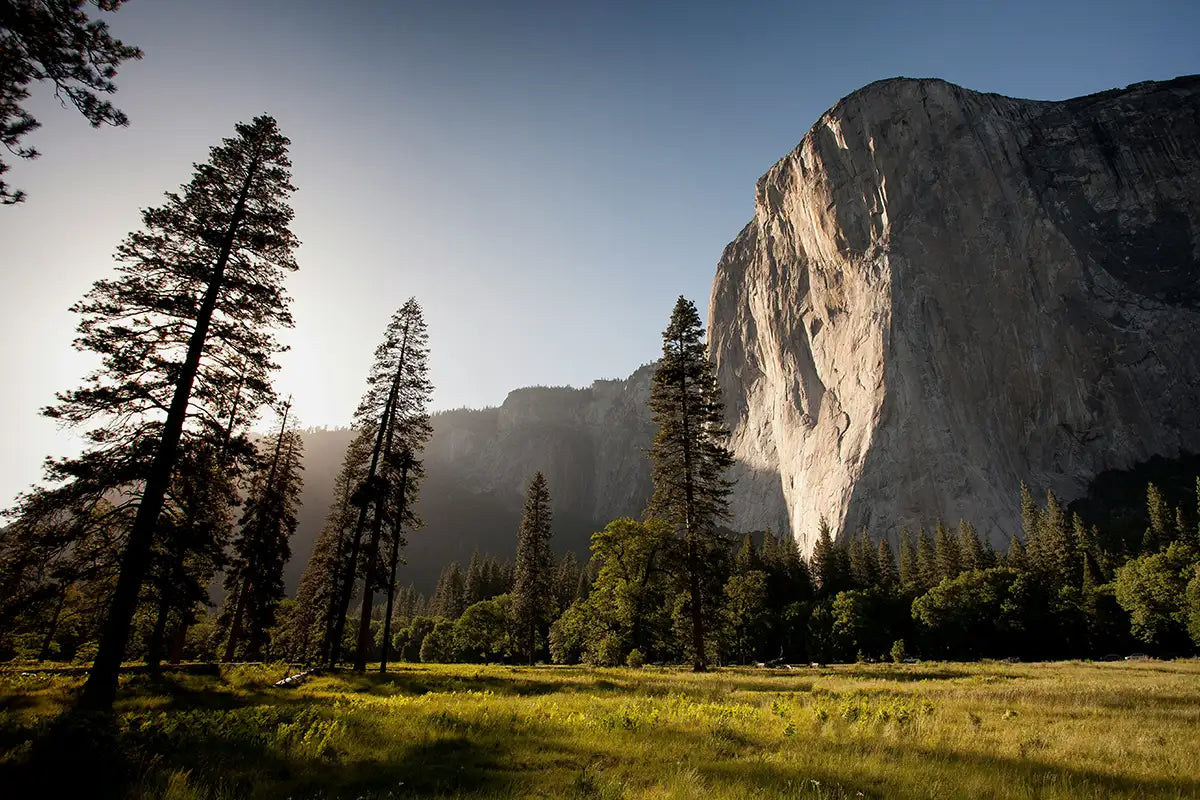 A stunning view of El Capitan in Yosemite National Park, California, with towering pine trees in the foreground during a sunny day.