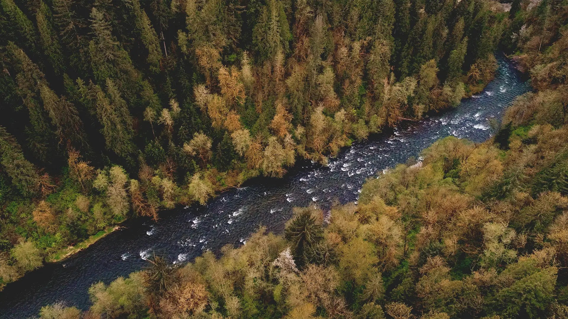 Aerial view of a meandering river cutting through a dense forest, showcasing a mixture of evergreen and deciduous trees in various shades of green and gold.